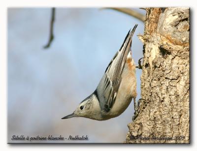 Sitelle  poitrine blanche - Nuthatch
