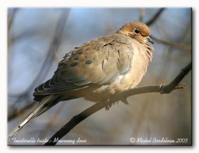 Tourterelle triste - Mourning dove