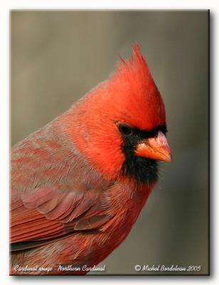 Cardinal rouge - Northern cardinal