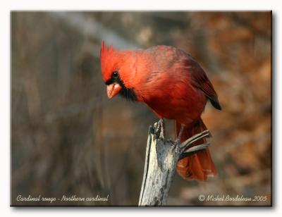 Cardinal rouge - Northern cardinal