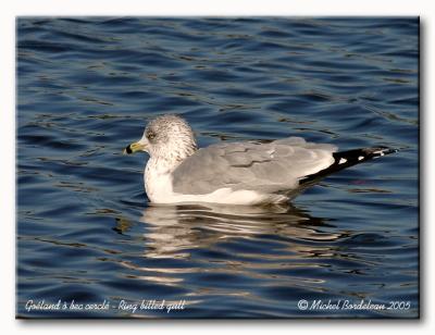 Goland  bec cercl - ring billed gull