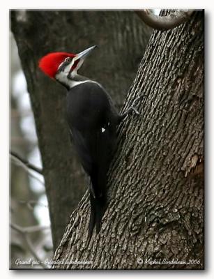 Grand pic - Pileated woodpecker
