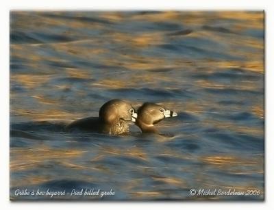 Grbe  bec bigarr - Pied billed grebe