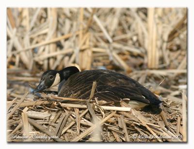 Bernache - Canada goose
