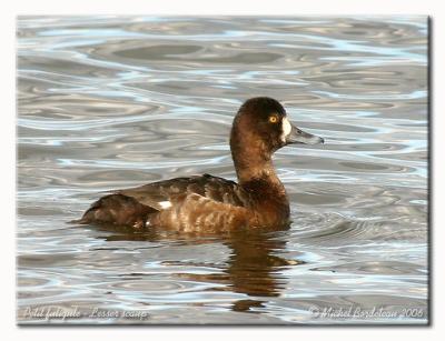 Petit fuligule - Lesser scaup