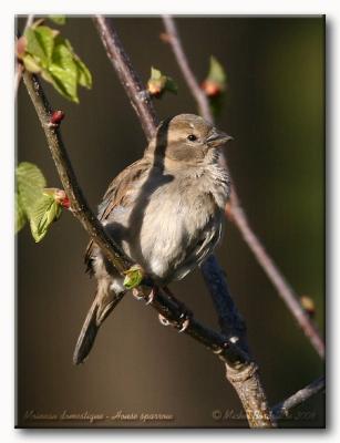 Moineau domestique - House sparrow