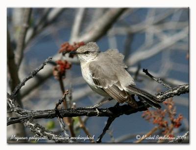 Moqueur polyglotte - Northern mockingbird