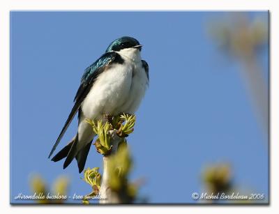 Hirondelle bicolore - Tree swallow<br/>