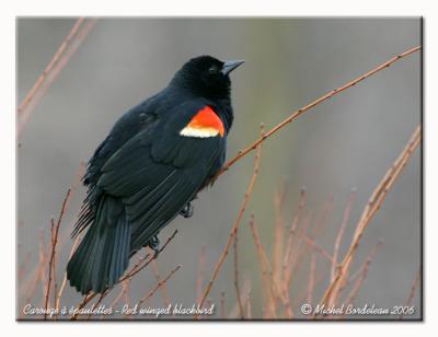Carouge  paulettes - Red winged blackbird