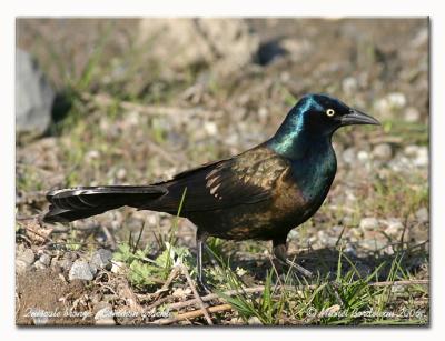 Quiscale bronz - Common grackle