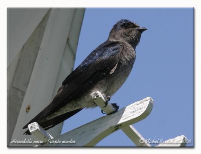 Hirondelle noire - Purple martin