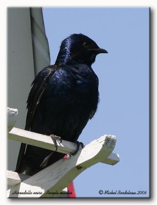 Hirondelle noire - Purple martin