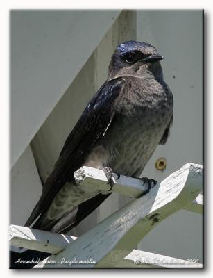 Hirondelle noire - Purple martin