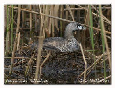 Grbe  bec bigarr - Pied billed grebe