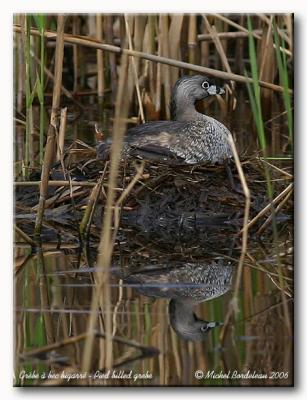 Grbe  bec bigarr - Pied billed grebe