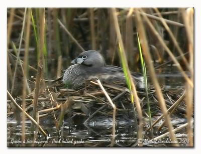 Grbe  bec bigarr - Pied billed grebe