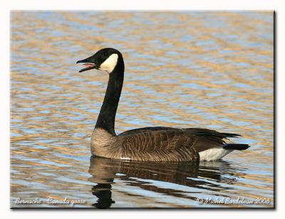 Bernache - Canada goose