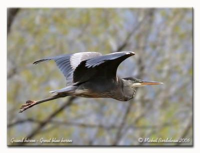 Grand hron - great blue heron