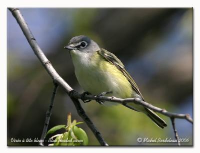 Viréo à tête bleue - Blue headed vireo