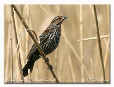 Carouge  paulettes - Red winged blackbird