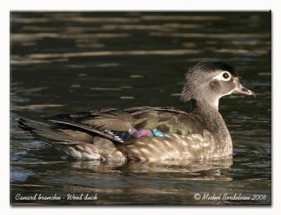 Canard branchu - Wood duck