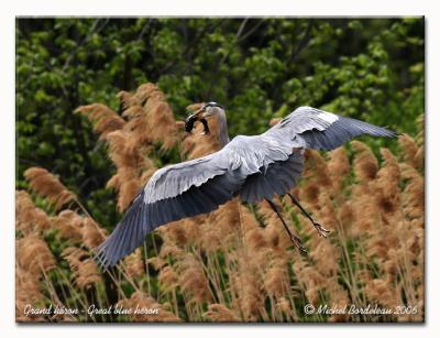 Grand hron - Great blue heron