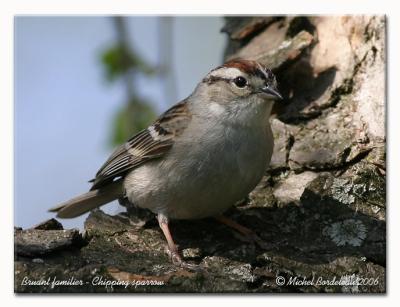 Bruant à couronne blanche - white crowned sparrow