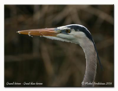 Grand  hron - Great blue heron