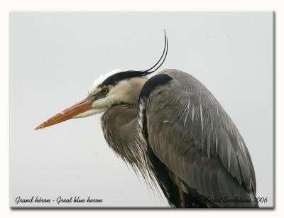 Grand  hron - Great blue heron