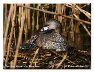 Grbe  bec bigarr - Pied billed grebe