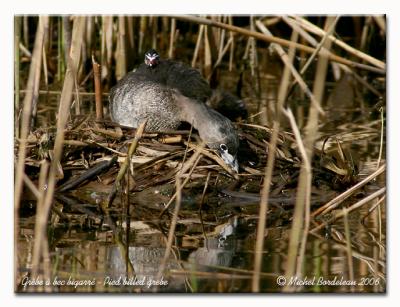 Grèbe à bec bigarré - Pied billed grebe