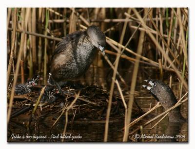 Grèbe à bec bigarré - Pied billed grebe