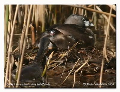 Grbe  bec bigarr - Pied billed grebe