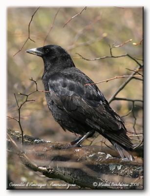 Corneille d'Amrique - American crow
