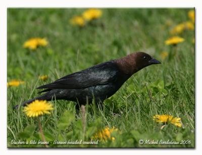 Vacher à tête brune - Brown headed cowbird