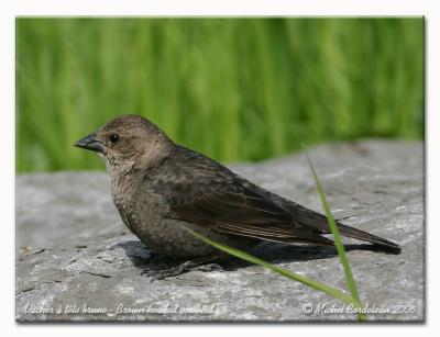 Vacher  tte brune - Brown headed cowbird