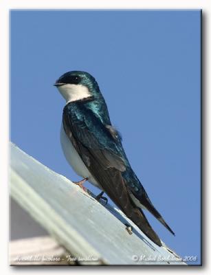 Hirondelle bicolore - Tree swallow