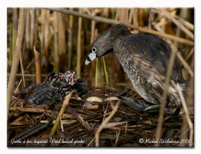 Grbe  bec bigarr - Pied billed grebe