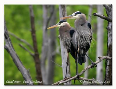 Grand héron - Great blue heron