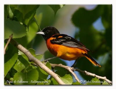 Oriole de Baltimore - Baltimore oriole