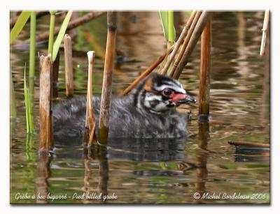 Grèbe à bec bigarré - Pied-billed grebe