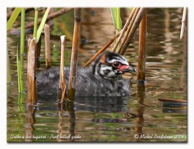 Grbe  bec bigarr - Pied-billed grebe