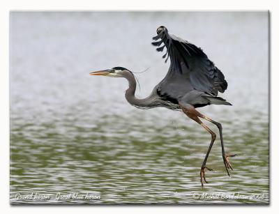 Grand hron - great blue heron