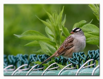 Bruant  couronne blanche - White crowned sparrow