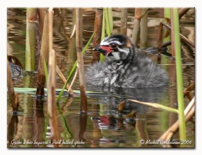 Grbe  bec bigarr - Pied-billed grebe