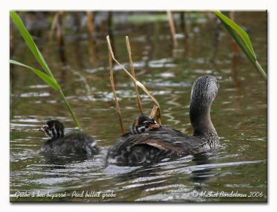 Grbe  bec bigarr - Pied-billed grebe