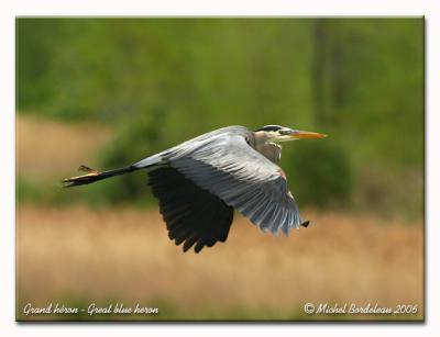 Grand hron - great blue heron