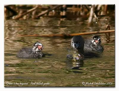 Grbe  bec bigarr - Pied billed grebe