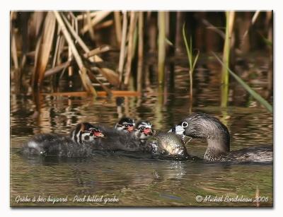 Grèbe à bec bigarré - Pied billed grebe