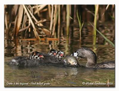 Grbe  bec bigarr - Pied billed grebe